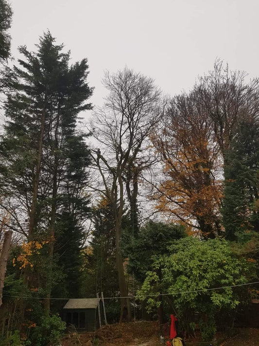 Beech Tree Removal on the Wirral