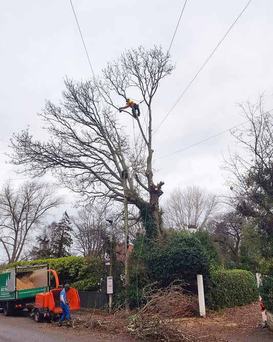 Lapsed Oak Pollard Cheshire