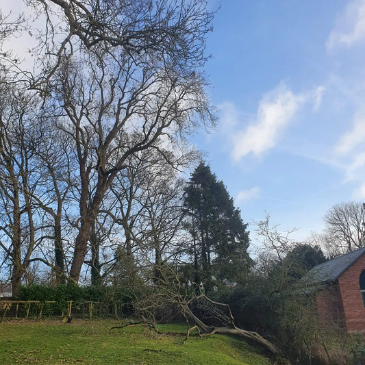 Dangerous Ash Removal Puddington