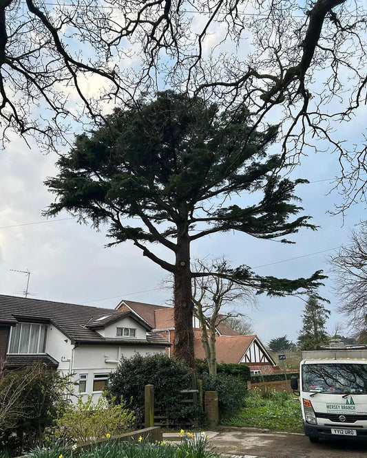 Cedar by Wirral Tree Surgeon Mersey Branch