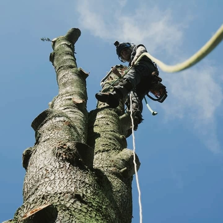 Mersey Branch Wirral's Top Rated Tree Surgeon Specialists